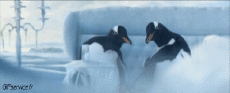 Humor -  Fun Tiere Pinguine 01 