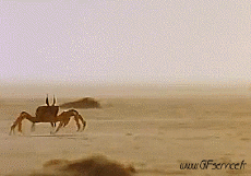 Humor -  Fun Tiere Krabben 01 