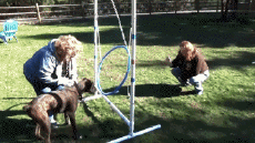 Humour - Fun Animaux Chiens Serie 04 