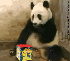 Humor - Fun Animales Oso 01 