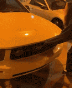 Humor - Fun Animales Mapaches 01 