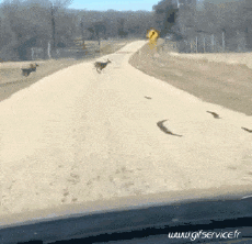 Humor -  Fun Tiere Hirsch - Kitz 01 