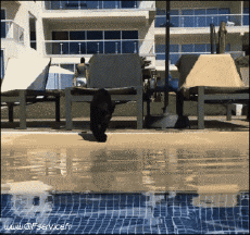 Humor -  Fun Tiere Hunde 02 