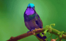 Humor - Fun Animales Pájaros Colibrí 