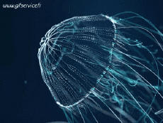 Humor - Fun Animales Medusa 01 