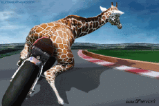 Humor -  Fun Tiere Giraffen 01 