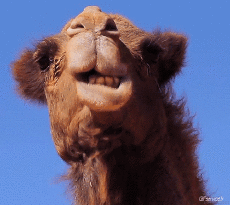 Humor -  Fun Animals Camels 01 