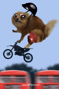 Humor - Fun Animales Perros 02 