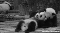 Humor - Fun Animales Oso 01 