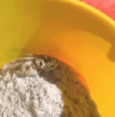 Humor -  Fun Tiere Krabben 01 