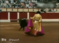 Humour - Fun Animaux Taureaux 01 