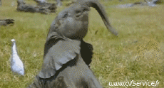 Humor -  Fun Animals Elephants 01 