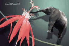 Humor -  Fun Tiere Elefanten 01 