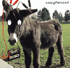 Humor - Fun Animales Burros 01 
