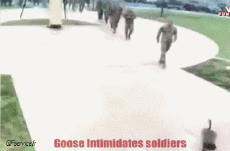 Humor -  Fun Animals Birds Various 02 