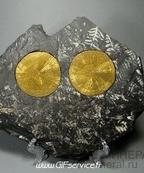 Humor -  Fun Morphing - Look Like People - Vip People Series 02 