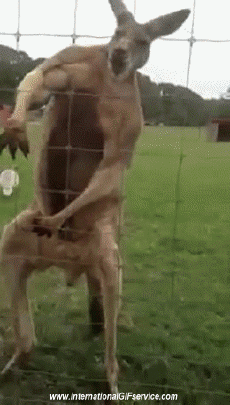 Humor - Fun Animales Canguros 01 