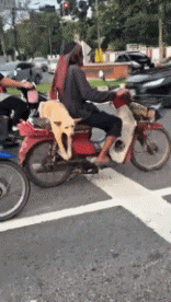 Humor - Fun Animales Perros 04 