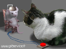 Humour - Fun Animaux Chats Serie 03 