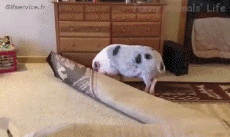 Humor -  Fun Animals Pigs - Bushpigs 01 