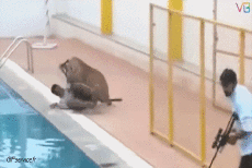 Humor -  Fun Animals Panthers 01 