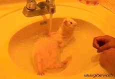 Humor -  Fun Tiere Frettchen 01 