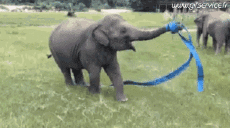 Humour - Fun Animaux Eléphants 01 