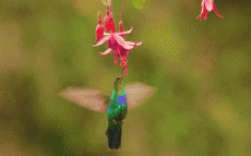 Humor - Fun Animales Pájaros Colibrí 