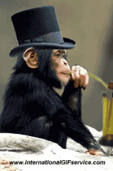 Humour - Fun Animaux Singes Serie 01 