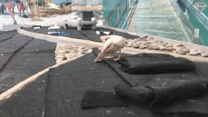 Umorismo -  Fun Animali Uccelli Pellicani 