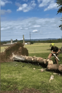 Humor -  Fun PEOPLE Lumberjack - Timber ! Win 