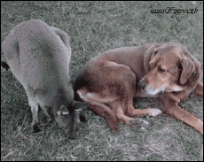 Humor -  Fun Tiere Känguru 01 