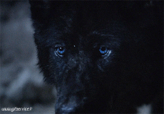 Humor - Fun Animales Lobo 01 