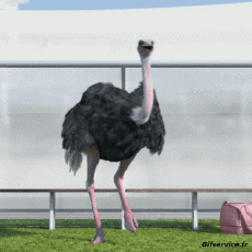 Umorismo -  Fun Animali Struzzi 01 