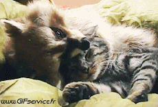 Humor - Fun Animales Mapaches 01 