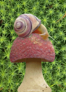 Humor -  Fun Animals Snails 01 