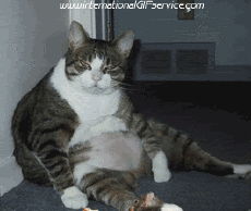 Humor -  Fun Tiere Katze 01 