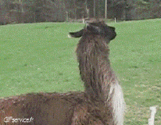 Humor -  Fun Animals Lama 01 