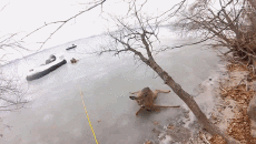 Humor -  Fun Animals Deer - Fawn 01 