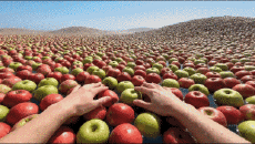 Umorismo -  Fun A.I Miscela Oceano da sogno 