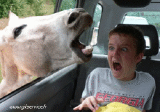 Humor -  Fun Animals Donkeys 01 