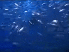 Multi Media Channels - TV France Voyage Jingle Pub 