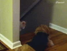 Humor -  Fun Tiere Katze 04 