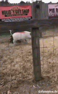 Humor -  Fun Animals Pigs - Bushpigs Serie 02 