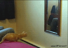 Humour - Fun Animaux Chats Serie 03 