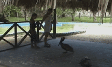 Humor - Fun Animales Pájaros Pelícanos 
