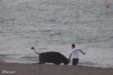 Humor -  Fun Animals Bulls 01 