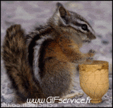 Humor -  Fun Tiere Eichhörnchen 01 