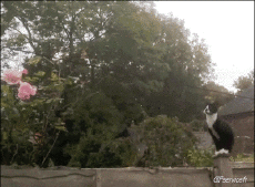 Humor -  Fun Tiere Katze 04 