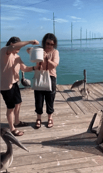 Humour - Fun Animaux Oiseaux Pélicans 